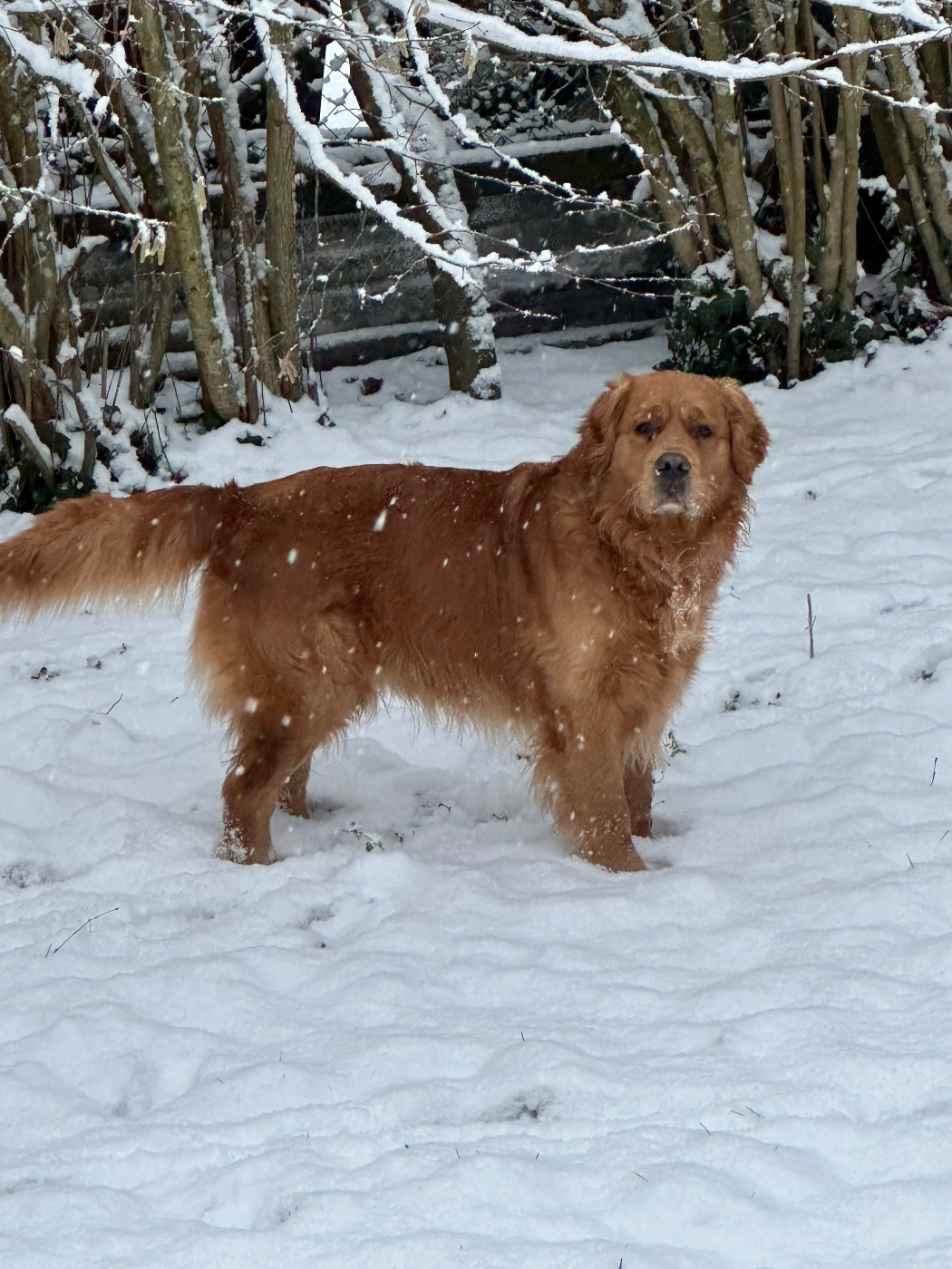 Tigrou  A Star Is Born