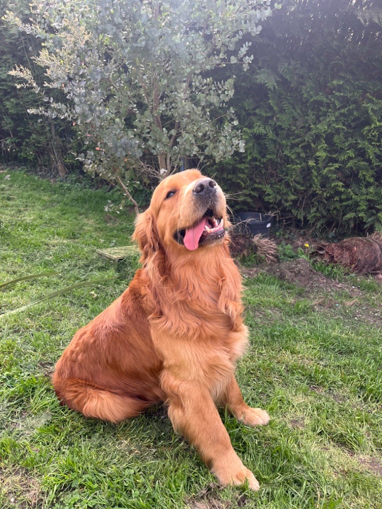Tigrou