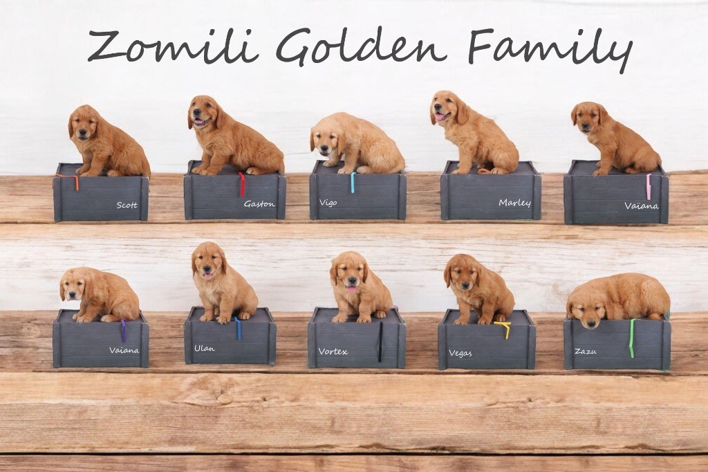 Zomiligoldenfamily - Golden Retriever - Portée née le 02/06/2024