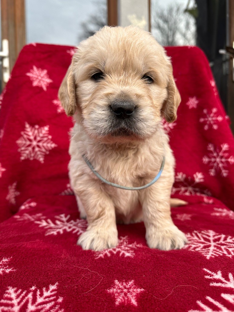 Zomiligoldenfamily - Chiots disponibles - Golden Retriever