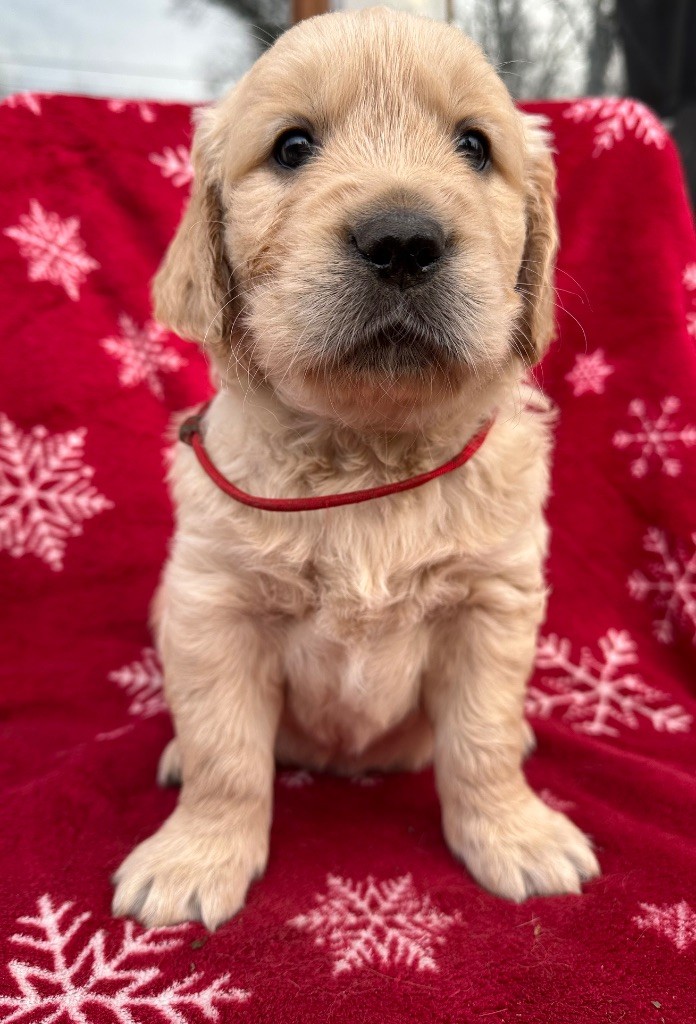 Zomiligoldenfamily - Chiots disponibles - Golden Retriever