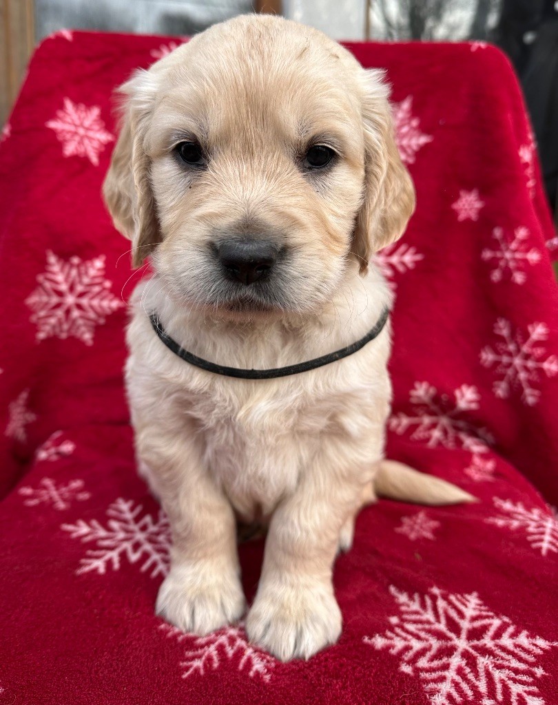 Zomiligoldenfamily - Chiots disponibles - Golden Retriever