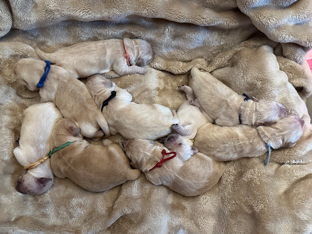 Zomiligoldenfamily - Golden Retriever - Portée née le 01/02/2025