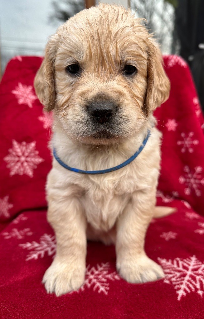 Zomiligoldenfamily - Chiots disponibles - Golden Retriever